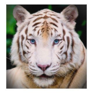 White Tiger Posters