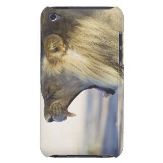 Male Lion Giving a Big Yawn or Growl Barely There iPod Covers