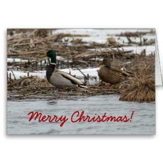 Mallard Duck Christmas Card