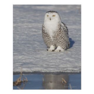 Snowy owl standing near water creating a posters