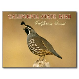 California State Bird   California Quail Postcards