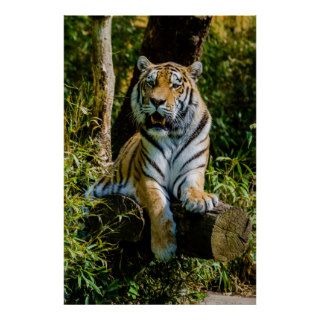 Siberian Tiger Amur Tiger Panthera Tigris Altaica Print