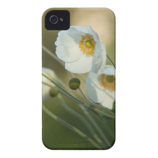 white windflowers in a natural display Case Mate iPhone 4 cases
