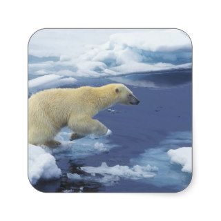 Arctic; Svalbard; Polar Bear beginning leap Stickers