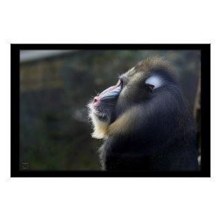 Mandrill Poster