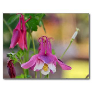 Columbine Winky Rose Flower Postcards