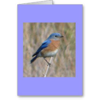 "Bluebird" Greeting Cards