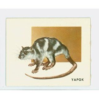 1951 Animals of the World 179 Yapok Excellent Grey Back Entertainment Collectibles