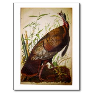Wild Turkey, John James Audubon Post Card