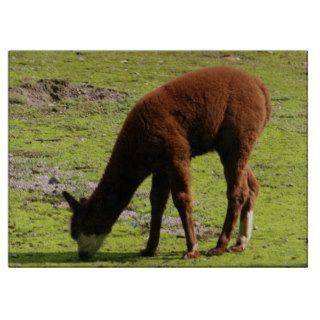 Fluffy brown Llama grazing