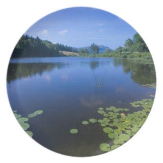 Water Lilies Growing near Shore Dinner Plates