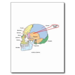  (Brain Temporal Region Anatomical) Post Cards