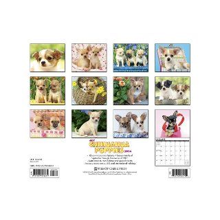 Just Chihuahua Puppies 2014 Wall Calendar Willow Creek Press 9781607558231 Books