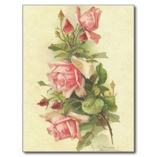 Stunning Catherine Klein Pink Roses Postcard