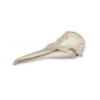Northern Right Whale Dolphin Skull (Teaching Quality Replica)