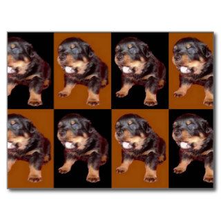 Cute Rottweiler Pup On "Black and Tan" Postcard