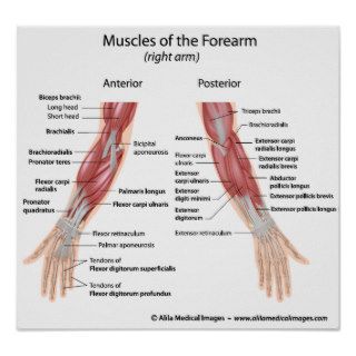 Muscles of forearm anterior and posterior view
