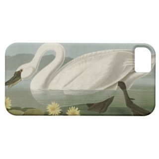 Common American Swan by John James Audubon iPhone 5 Cover