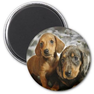 Cute Dachshund Puppies (Brown/Black) Magnet