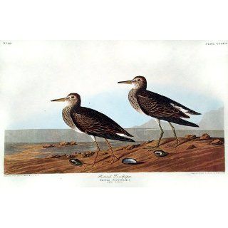 Art Pectoral Sandpiper. "Birds of America" (Amsterdam Edition) (Pl. 294)  Lithography  John James Audubon