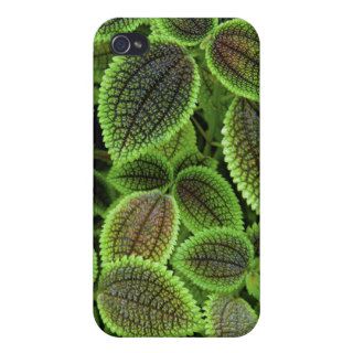 Coleus Plant Leaves Solenostemon Scutellarioides iPhone 4 Cover