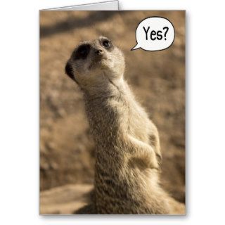 Funny Meerkat Cards