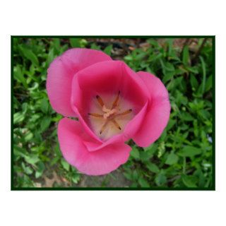 Bright Pink Tulip Print