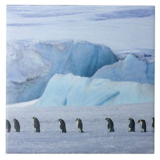 Emperor penguin group with iceberg ceramic tiles