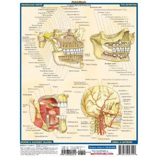 Dental Anatomy (Quickstudy Academic) Inc. BarCharts 9781572228108 Books