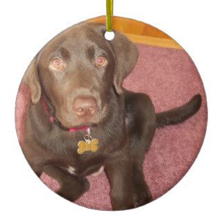 Chocolate Labrador Puppy  Ornament