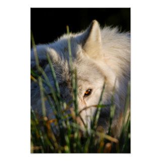 Canadian Timber Wolf Poster/Print
