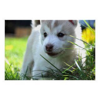 Siberian Husky Puppy Print