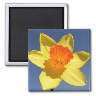 Daffodil Against Blue Sky Magnets
