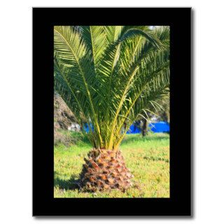 Small Palm Tree Postcard