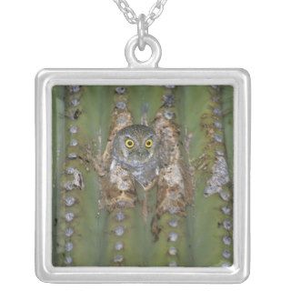 NA, USA, Arizona, southeast Arizona. Elf owl Necklaces