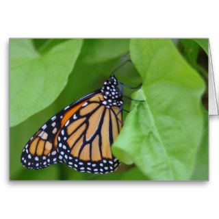 Monarch Note Card
