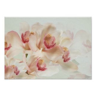 White pinkish Orchids in full bloom. Print