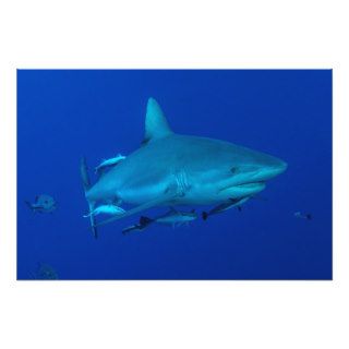 Reef Shark Photo Print