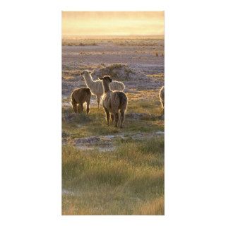 Lamas in the Sunset Customized Photo Card