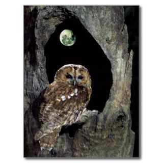 Tawny Owl perched in tree below nearly full moon Post Card