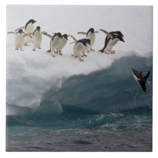 Adelie Penguins diving into sea Paulette Ceramic Tiles