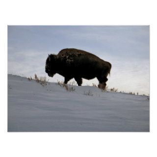 American Bison in Snow Yellowstone National Park Posters