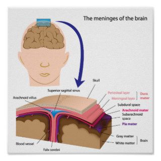 The meninges of the brain Poster