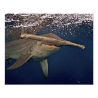 Great Hammerhead Shark 3 Posters
