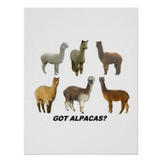 Got alpacas? posters