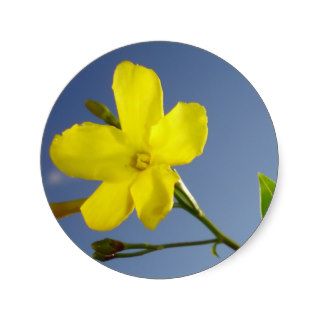 Yellow Jasmine Flower and Bud Against Blue Sky Sticker