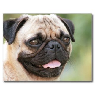 Sweet Pug Dog Photo Cards and Gifts Post Card