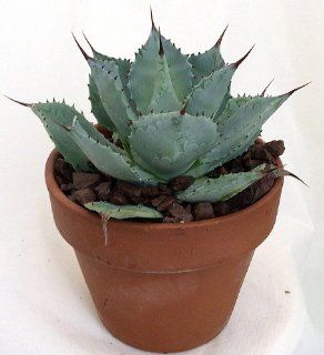 Tequila Blue Agave Cactus / Agave Plant   Easy to Grow  Succulent Plants  Patio, Lawn & Garden
