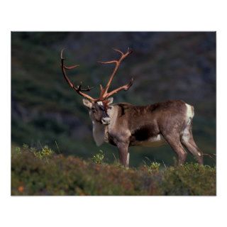 NA, USA, Alaska, Denali NP, Bull caribou Posters