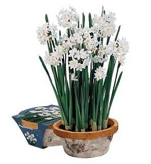 Paperwhite Narcissus Birch Pot Gift Kits   Fragrant  Patio, Lawn & Garden